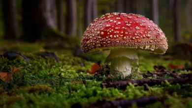 Fliegenpilz Tinktur selber machen: Schritt-für-Schritt-Anleitung